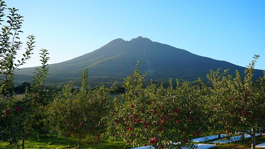 An apple orchard in Hirosaki with Mt Iwaki in the background