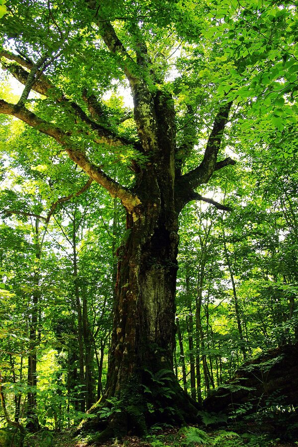 A 400-year-old beech tree in the Shirakami-Sanchi forest
