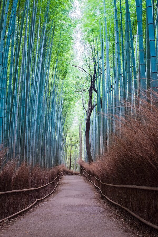 Tall bamboo stalks light filtering through canopy Arashiyama Sagano Kyoto