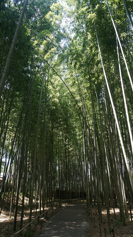 Sunlight filtering through bamboo grove canopy in Arashiyama Kyoto