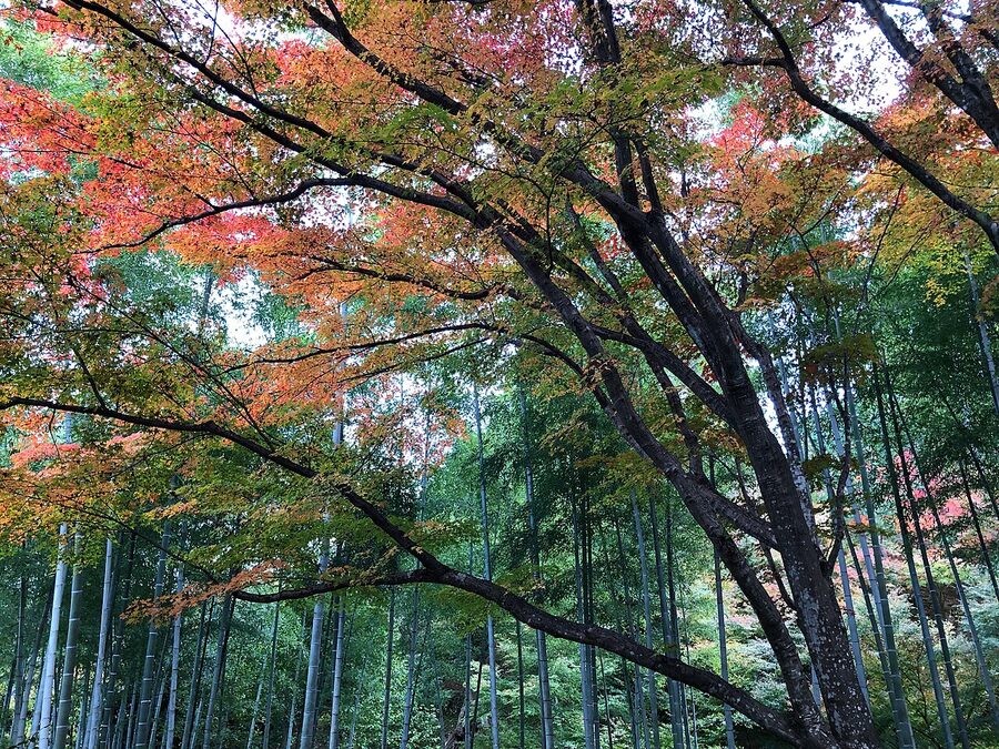 Jojakkoji bamboo grove and autumn maples mid-November Kyoto