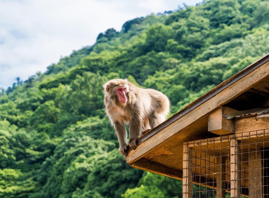 Japanese macaque mother and baby monkey on roof of hut at Iwatayama Kyoto