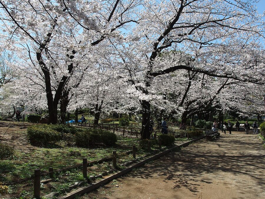 Cherry blossom along Sumida Park in Asakusa, Tokyo