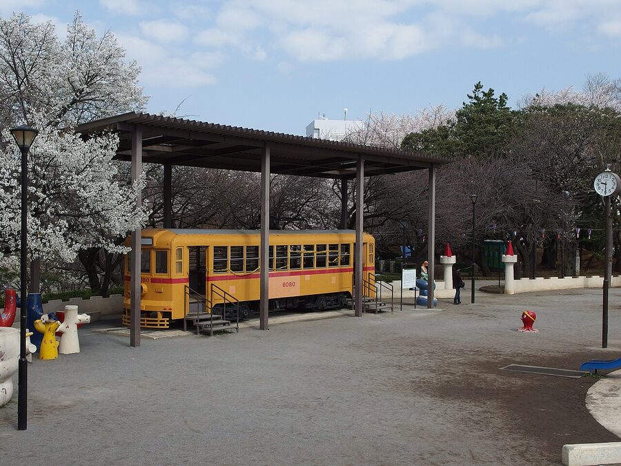 Asukayama Park cherry blossoms in spring with old streetcar tracks below