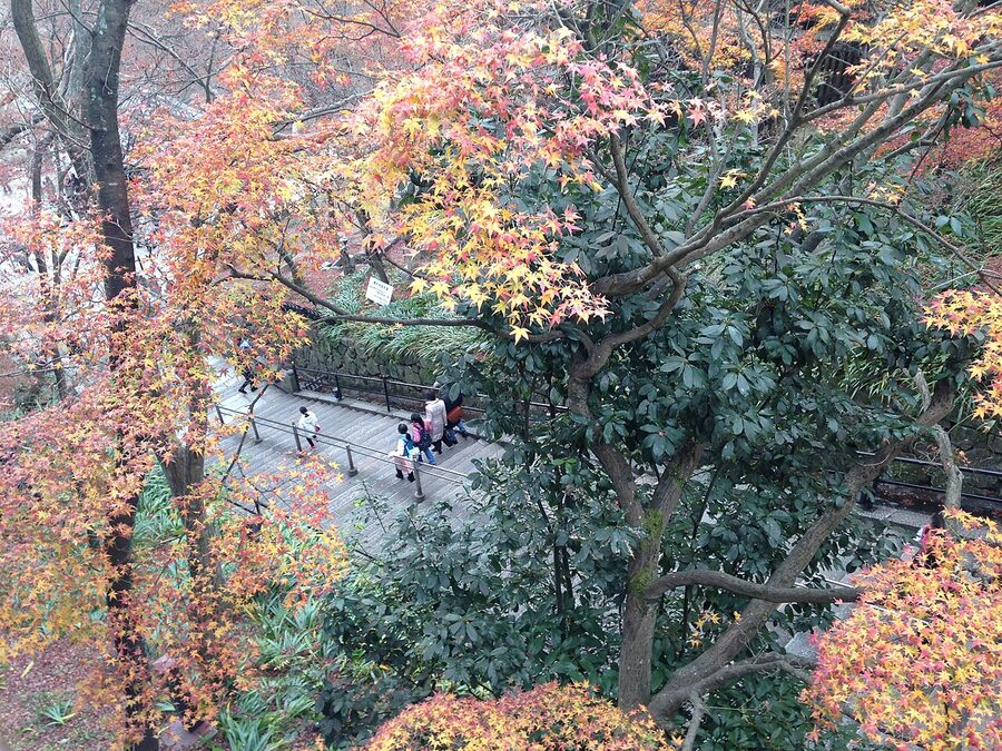 Autumn maple leaves at Kiyomizu-dera Temple in Kyoto