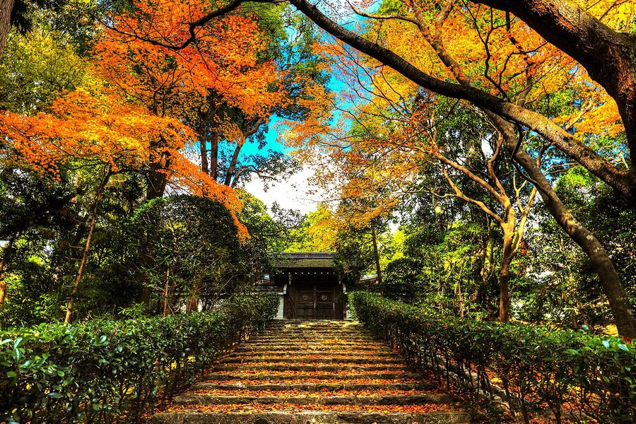 Autumn maple leaves at Ryoan-ji Temple in Kyoto