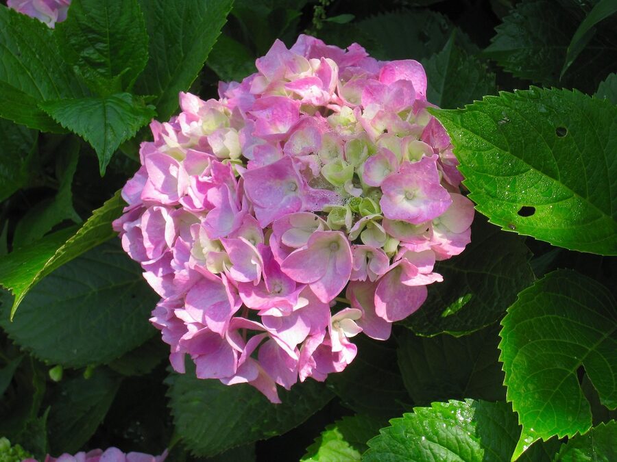 Pink and blue hydrangea flowers in soft rain during the tsuyu season