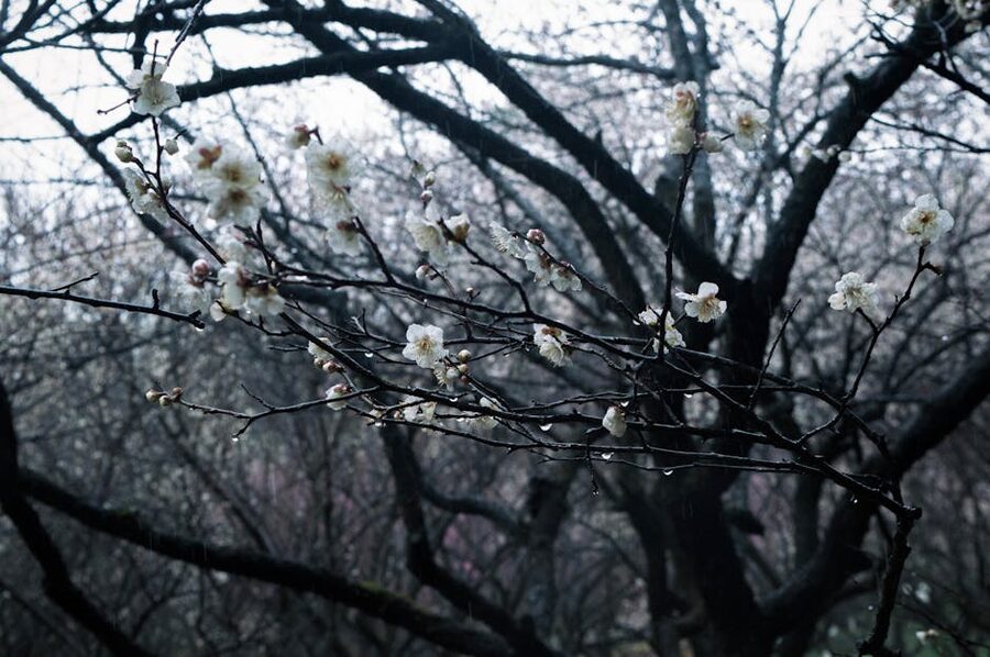Plum blossom branches on a misty spring morning