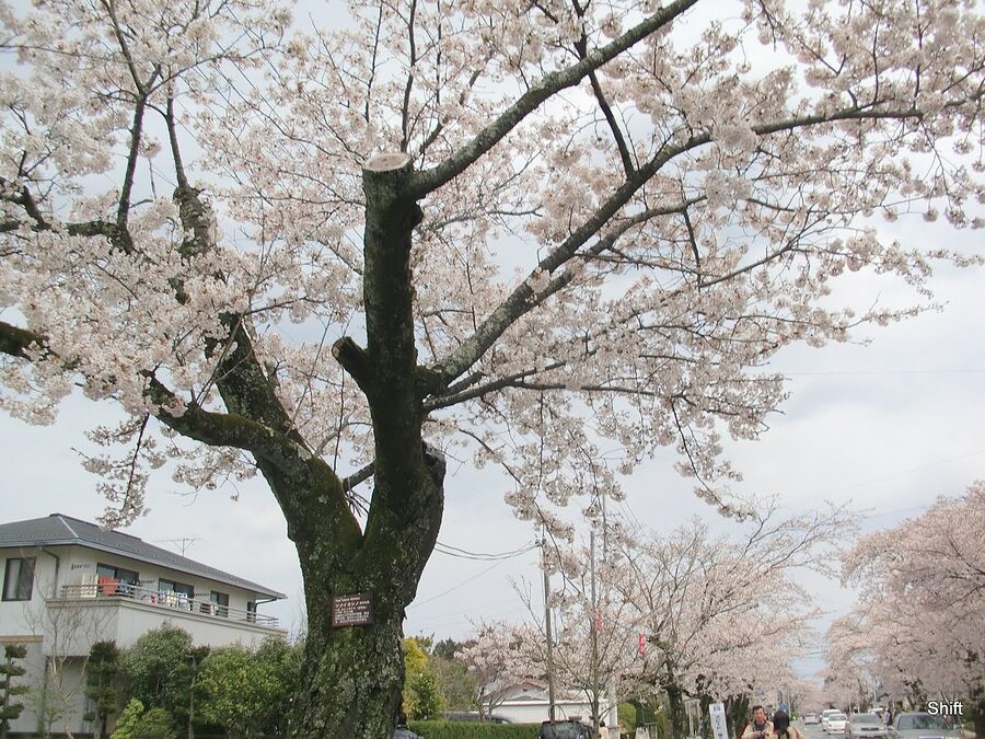 Somei Yoshino cherry blossom tunnel in full bloom near Yonomori, Fukushima