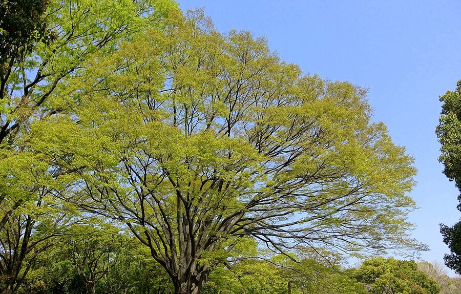 Cherry blossom in full bloom at Yoyogi Park, Tokyo