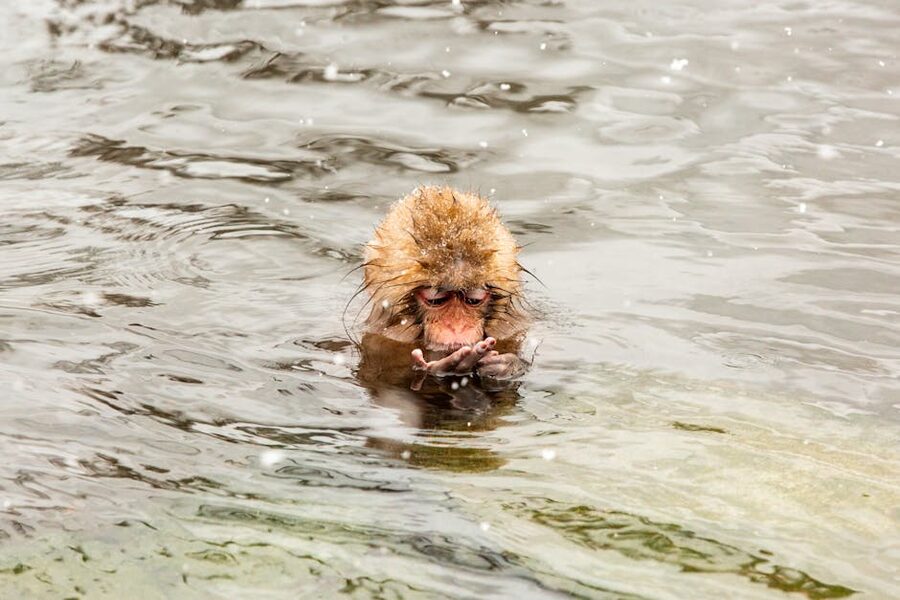 A Japanese macaque relaxing in a hot spring at Jigokudani Monkey Park, Nagano