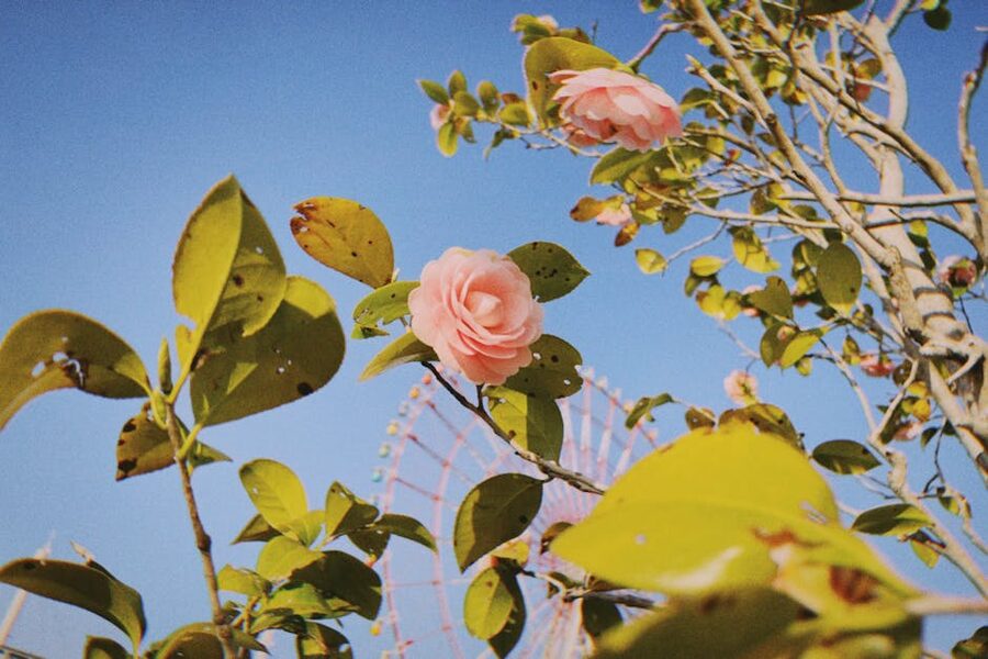 Pink Japanese camellia (tsubaki) in bloom in Tokyo