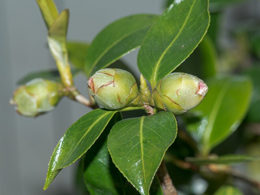 Camellia japonica close-up