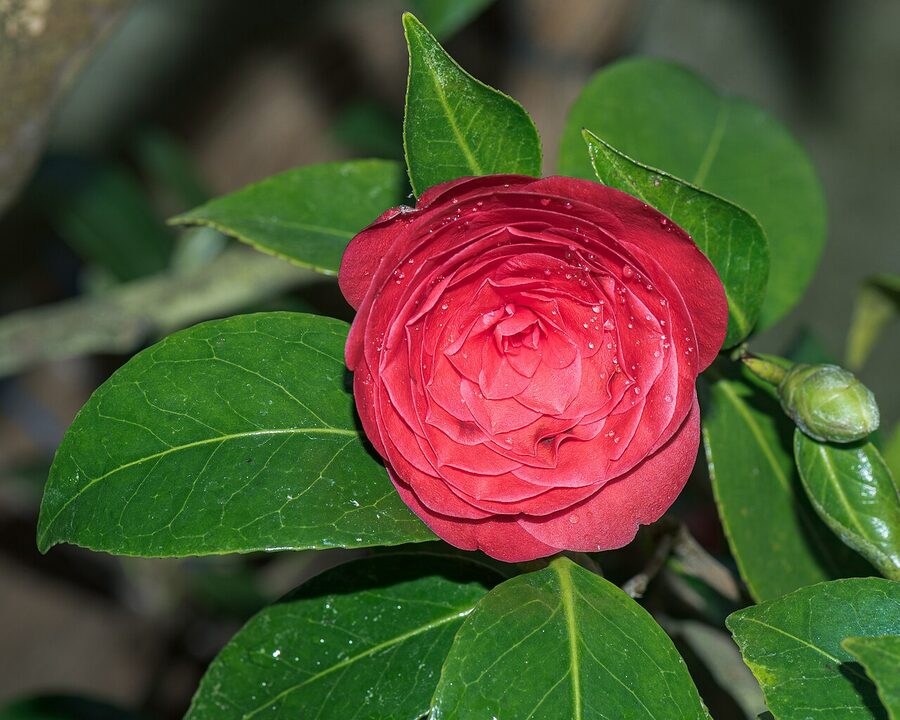 Camellia japonica close-up in winter