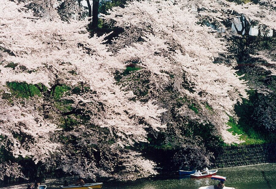 Pink cherry blossoms over the Chidorigafuchi moat with a wooden rowboat passing below