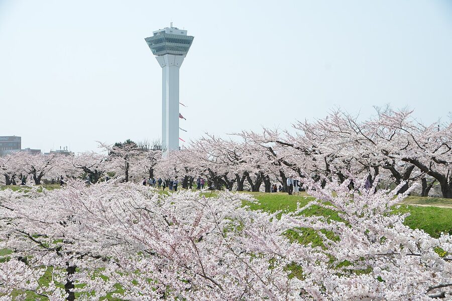Aerial view of Goryokaku Park's pentagonal moat ringed with full cherry blossoms