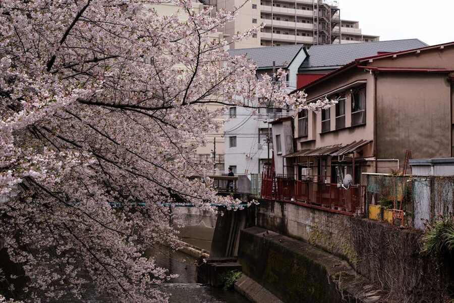 Cherry blossoms arching over a narrow Tokyo canal in spring