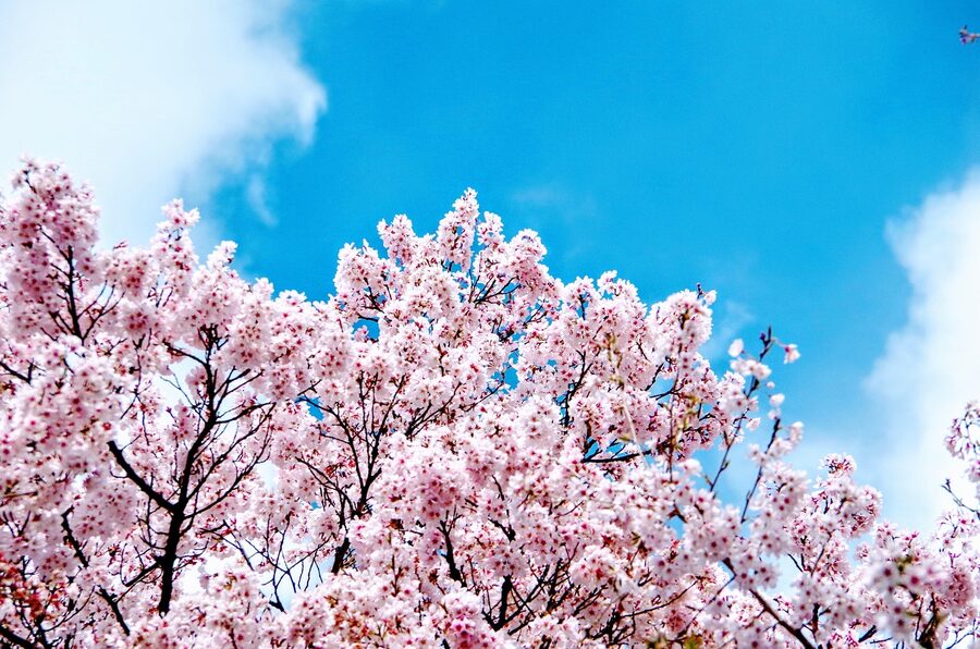 Pink cherry blossoms close-up against a blurred park background