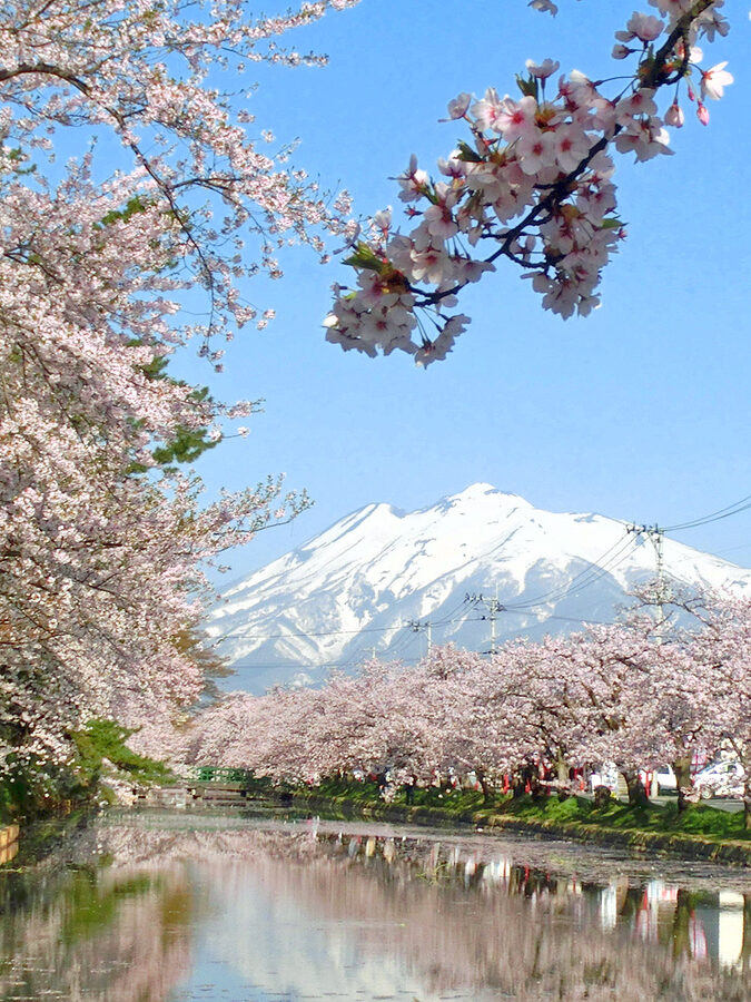 A cherry tree in Hirosaki framing snow-capped Mount Iwaki in the distance