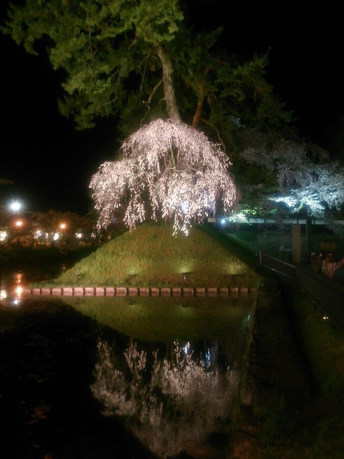 Hirosaki Park castle moat with cherry blossoms reflected at night