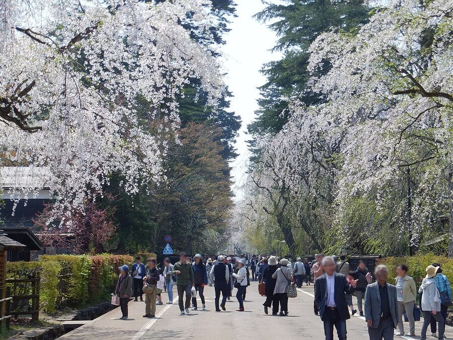 Black wooden samurai houses lined with weeping cherry trees in Kakunodate