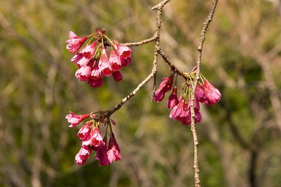 Bell-shaped magenta Kanhizakura flowers, the early-bloom Okinawan species