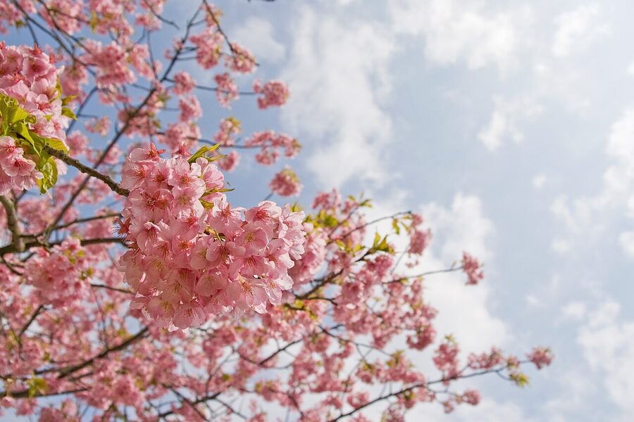 Deep pink Kawazuzakura blossoms blooming in late February