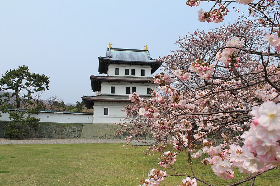 Matsumae Castle keep behind cherry blossoms in late April