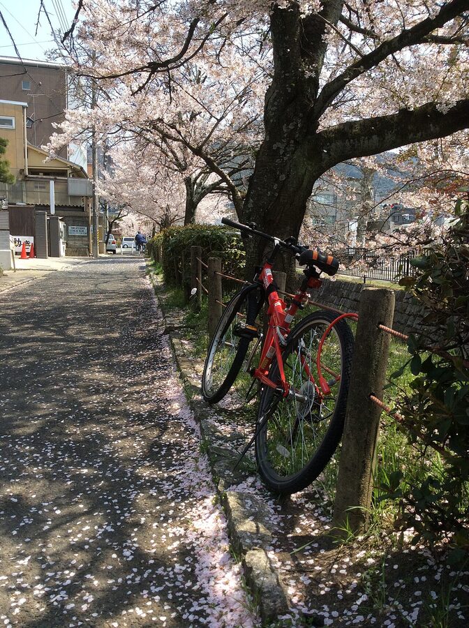 Cherry blossoms over the canal of the Philosopher's Path in Kyoto