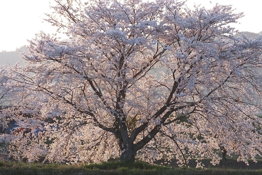 Pale pink Someiyoshino cherry blossoms in full bloom
