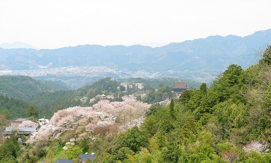 Yoshinoyama mountain covered in pale pink cherry blossoms in early April