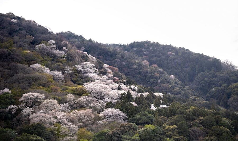 Massed cherry trees on a Japanese mountainside at peak bloom