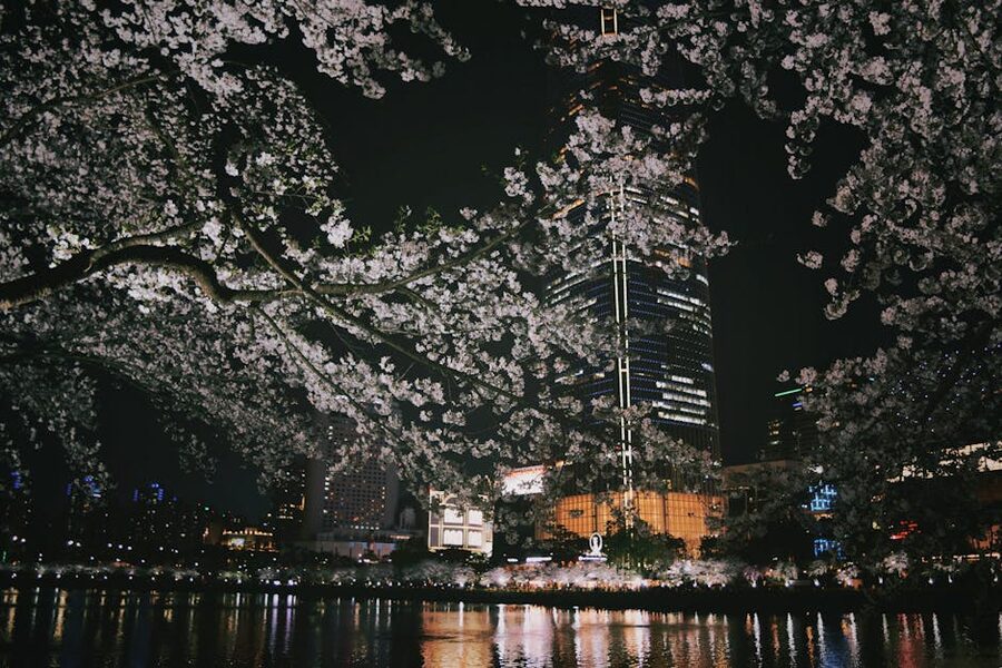 Cherry blossoms illuminated against a black night sky