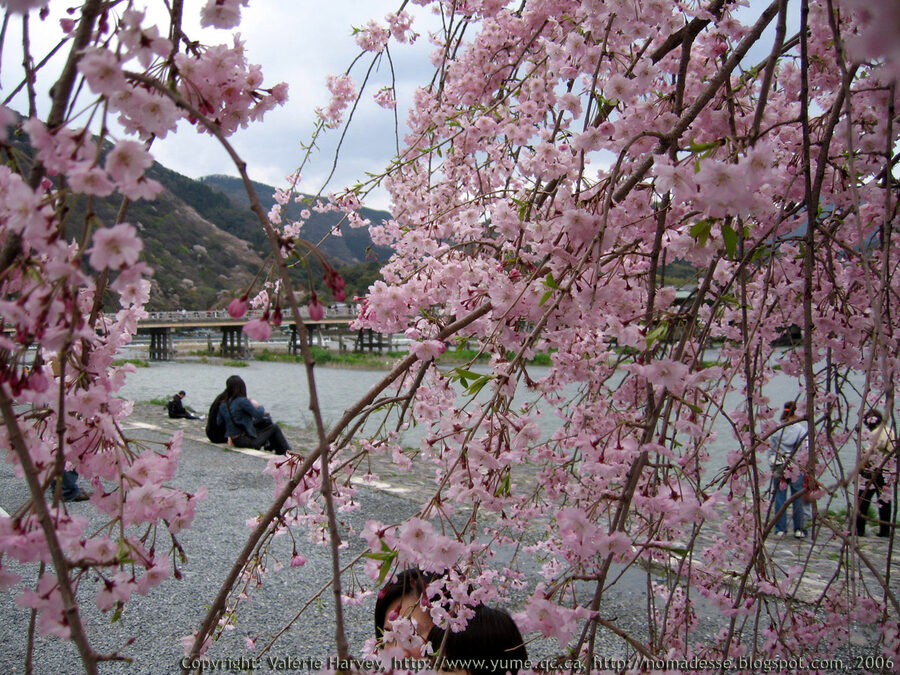 Cherry blossom along the river by Togetsukyo Bridge, Arashiyama