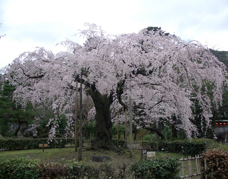Cherry blossoms across a Kyoto street
