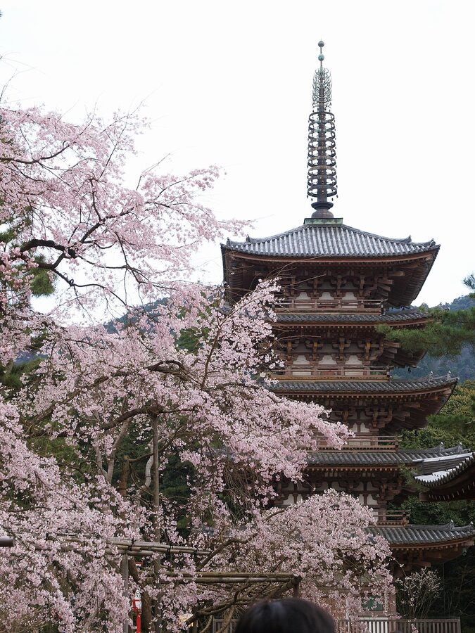 Cherry blossoms and the five-storied pagoda at Daigo-ji, Kyoto