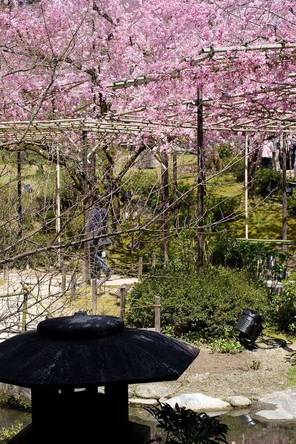 Heian Shrine garden with red weeping cherry trees