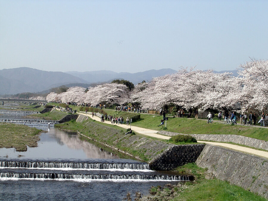 Cherry trees lining the Kamogawa river in Kyoto