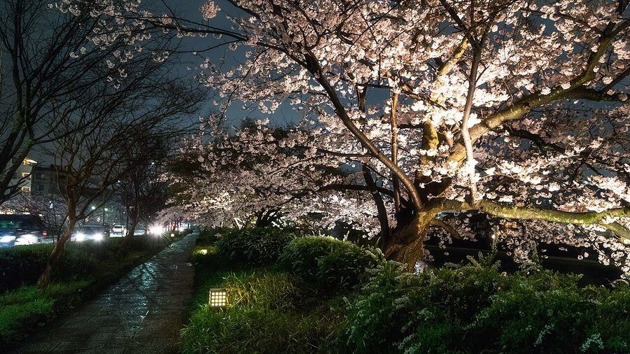 Cherry blossom petals along Kawabata-dori, eastern Kyoto
