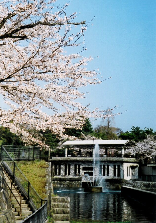 Cherry blossoms along the Keage Incline in Kyoto