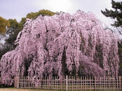 Weeping cherry tree at Kyoto Gyoen, the Imperial Palace garden