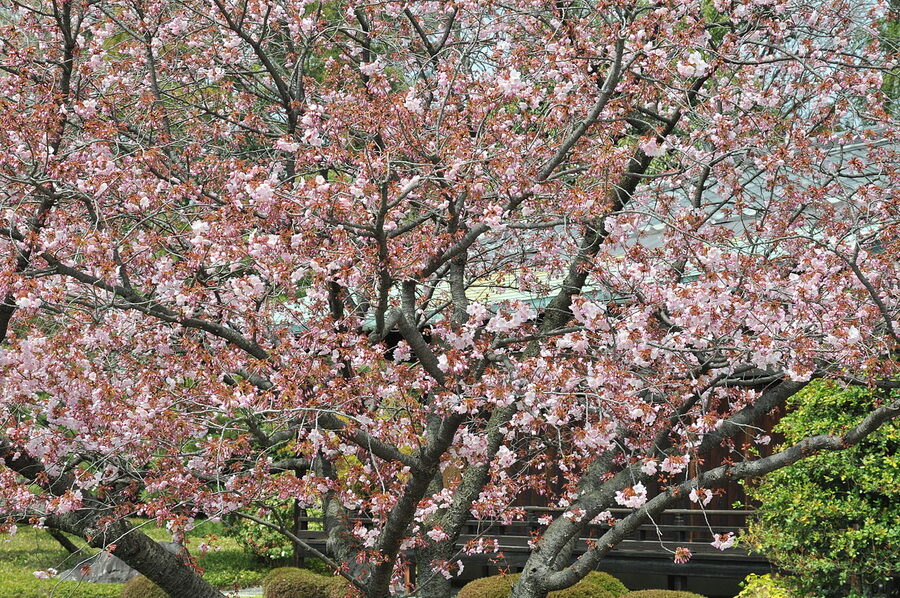 Cherry blossoms inside Nijo Castle, Kyoto