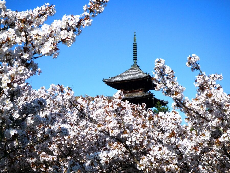 Omuro cherry trees with the Ninna-ji five-storied pagoda in the background