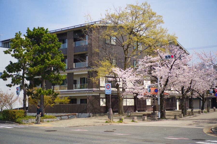 A Kyoto street in springtime with cherry blossoms