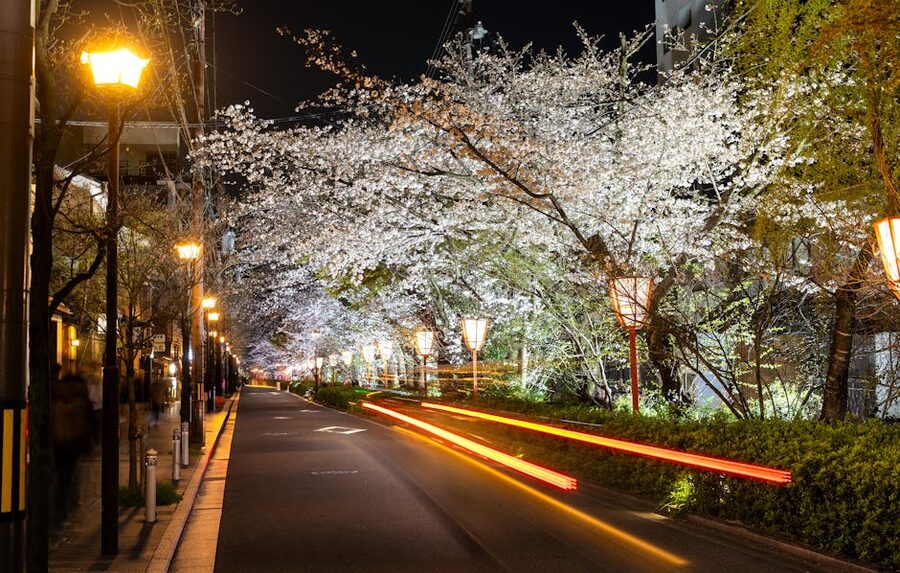 Night cherry blossom on a Kyoto street