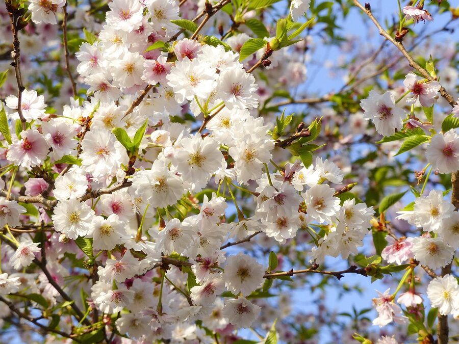 Cherry blossoms and a Kyoto temple roof