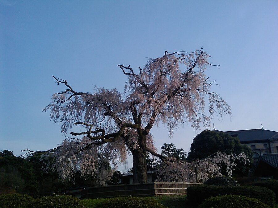 The giant Gion shidare-zakura in Maruyama Park, Kyoto