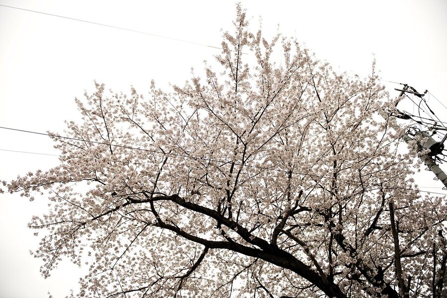 Somei Yoshino cherry blossoms in full bloom