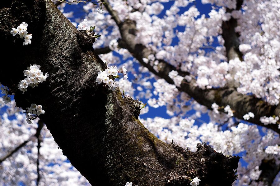 Cherry blossoms in full bloom