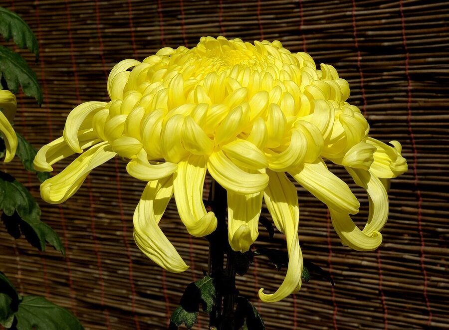 Chrysanthemum show in Osaka, Japan